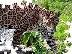 Jaguar, cat, scrub, wild