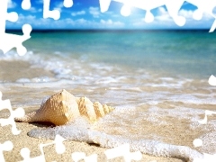 shell, sea, Beaches