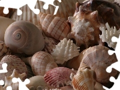 color, Shells
