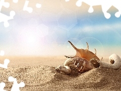 Sand, Shells