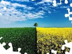 field, trees, Sky, cultivated