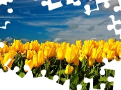 Field, tulips, Sky, yellow