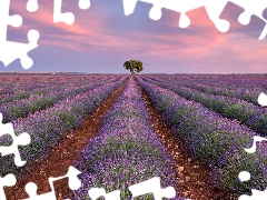 Pinkish, Sky, lavender, trees, Field