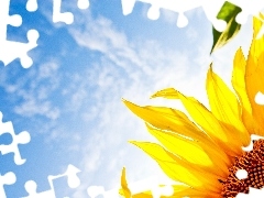 Sunflower, clouds, Sky, Leaf