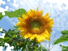 Sky, flower, Sunflower