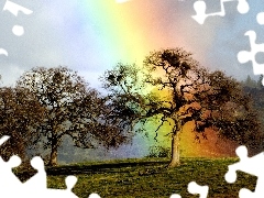 trees, Great Rainbows, Sky, viewes