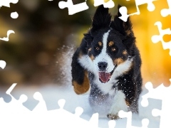 Bernese Mountain Dog, gear, snow, Puppy