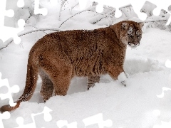 snow, cougar, drifts