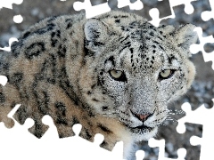 Eyes, cat, snow leopard