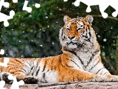 snow, tiger, flakes