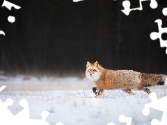 snow, Fox, ginger