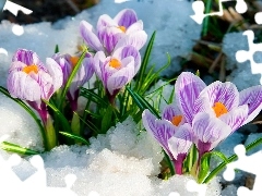 snow, Spring, purple, crocuses, white