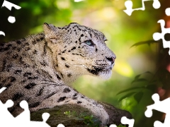 snow leopard, Stone