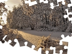 Bush, trees, rays, viewes, forest, snow, sun