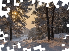 pine, winter, Sunrise, snow, White frost, forest