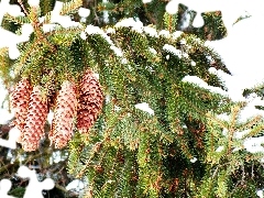 Twigs, cones, snow, spruce