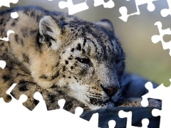 snow leopard, Leopards, snowy