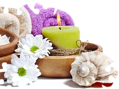 daisy, Spa, shell, candle, composition
