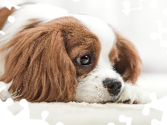 Cavalier King Charles spaniel, small, dog