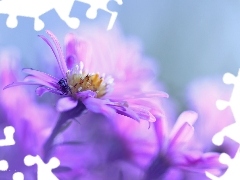 Aster, Colourfull Flowers, Spider, Violet