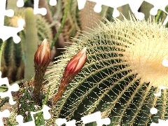 Spikes, flourishing, Cactus