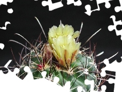 Cactus, Flowers, Spikes, Yellow