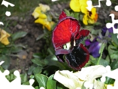 pansy, Colourfull Flowers, Spring