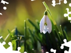 White, Snowdrop, Spring, Colourfull Flowers