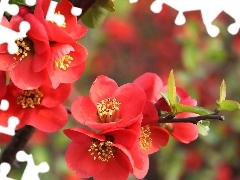 Red, trees, Spring, Flowers