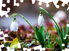 snowdrops, Spring