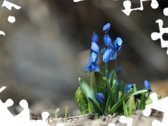 Siberian squill, Flowers, Spring, Blue