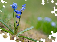 Flowers, leaves, blur, squill