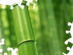 bamboo, stalk