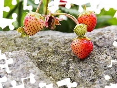 strawberries, Stone