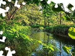 summer, forest, brook