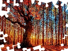 autumn, rays, sun, forest