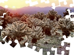 Cactus, rays, sun, Mountains