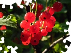 sun, Red, currants