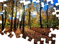 forest, rays, sun, Leaf