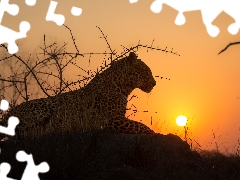 Leopards, Rocks, Bush, sun