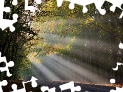 sun, rays, autumn, Przebijające, forest