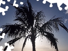 sun, Palm, Sky