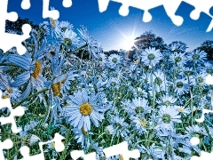 White, rays, sun, Flowers