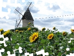Sunflower, Windmill, Flowers