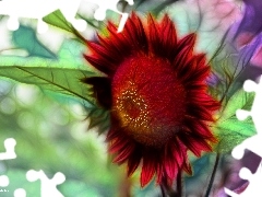 Sunflower decorative, Fractalius
