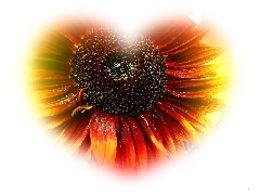 Heart, Sunflower