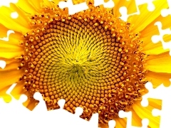 Yellow, Sunflower