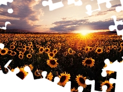 Great Sunsets, Nice sunflowers, clouds, Field