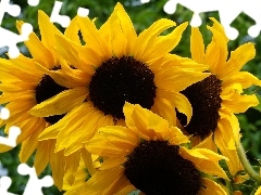 Bloom, Nice sunflowers
