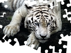 White, tiger